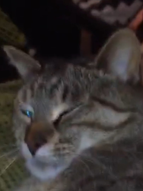 Evidence of non-harmonious being (2020) poster