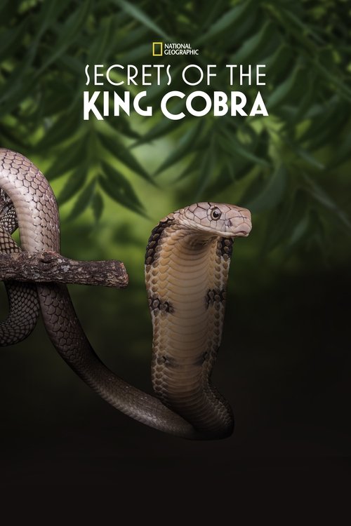 Secrets of the King Cobra (2010) poster