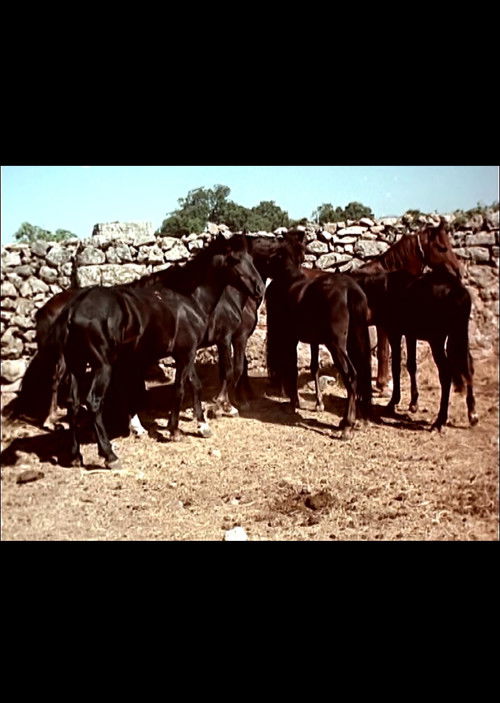 I cavallini della Giara (1956) poster