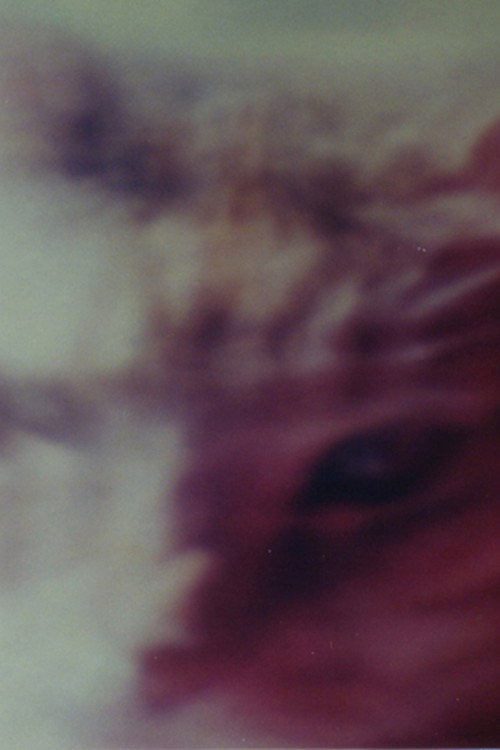 Two Cats (1999) poster