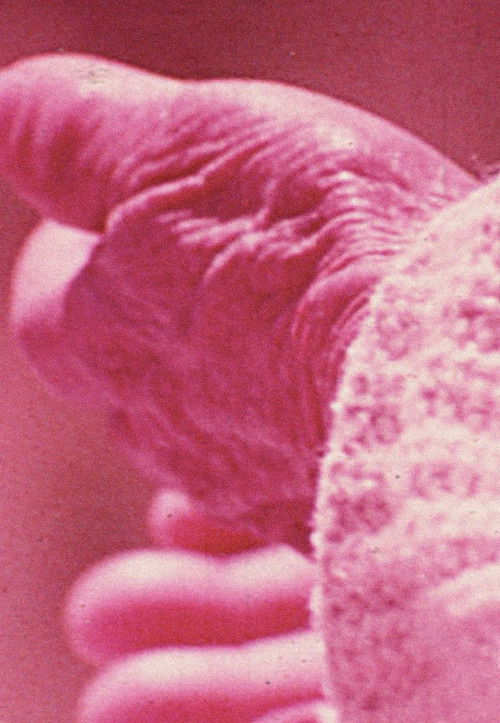 Elasticity (1975) poster