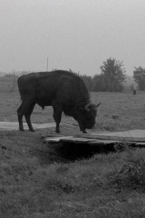 Where Is This Big Forest? (1965) poster