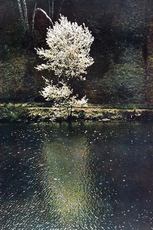 The Little Tree (1961) poster