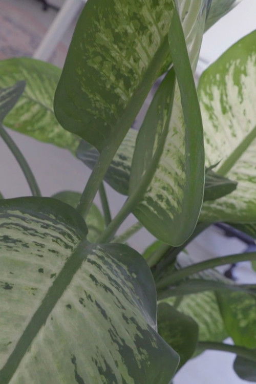 Cutting Edges (2021) poster