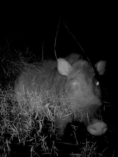 Camera Trap (2019) poster