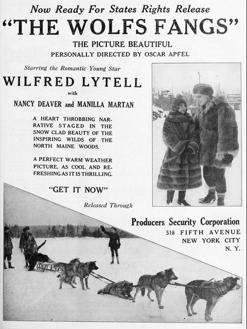 The Wolf's Fangs (1922) poster