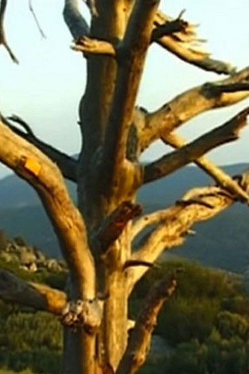 Lettre à Johan van der Keuken (2001) poster