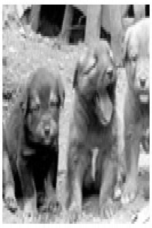 Свадба на Шарпланинецот (1970) poster