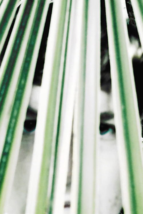 Longing of the idle plants (2022) poster