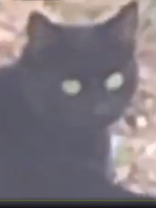 The Gaze (2019) poster