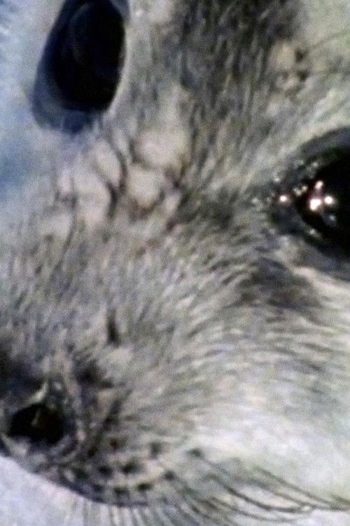 Life on Ice (1986) poster