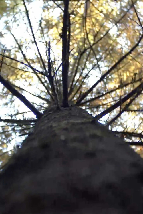 Forest (2024) poster