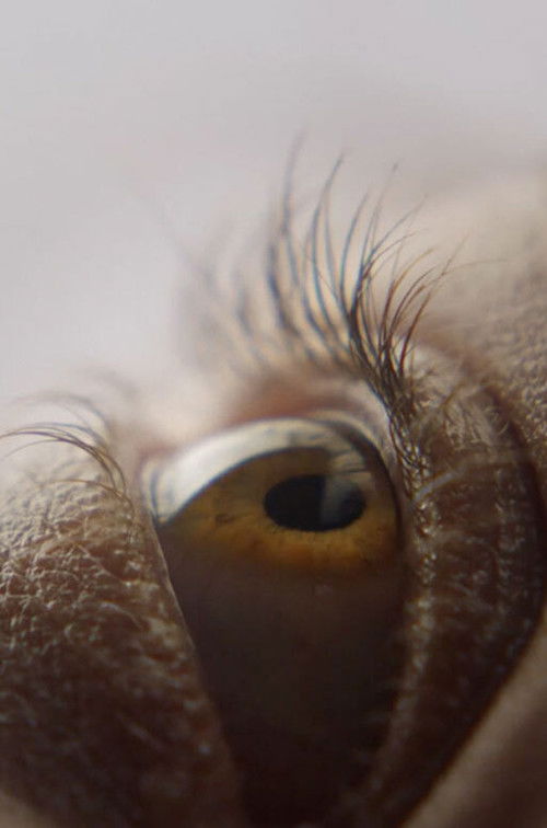 Eyelash (2019) poster