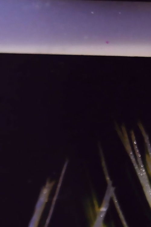 Katsakh:   1107 - Quantum Superposition and States (2021) poster