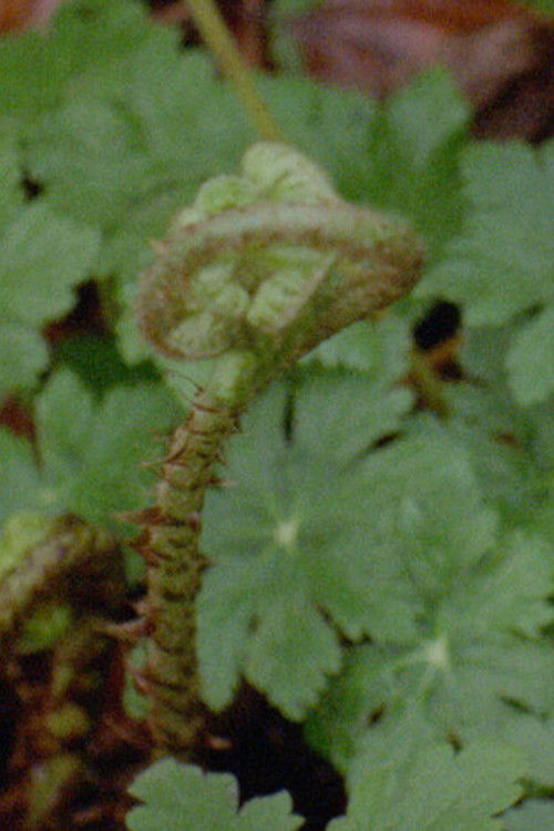 Home Spells (2023) poster