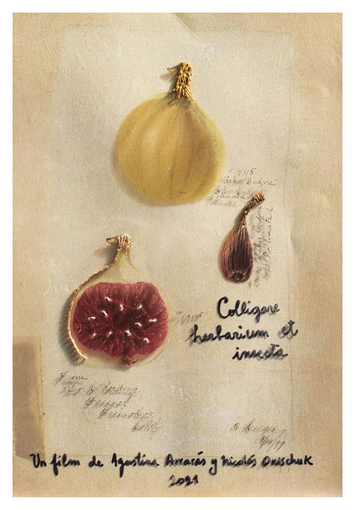 Colligare herbarium et insecta (2021) poster