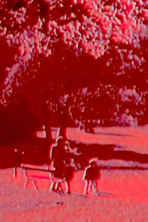 Branches (2017) poster