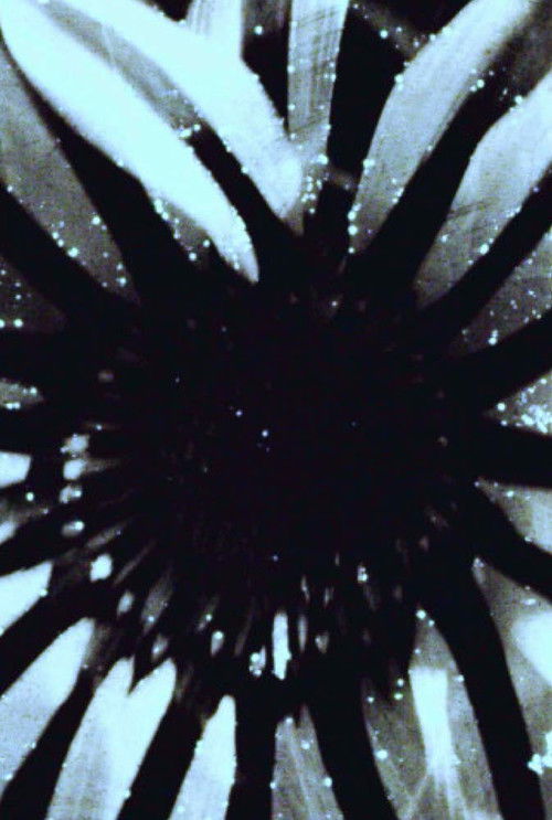 horses in the year of the dog (2018) poster