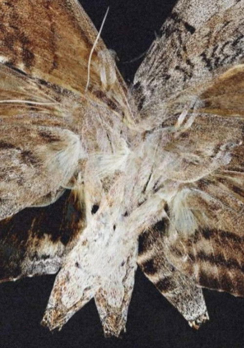 PSEUDOSPHYNX (2020) poster