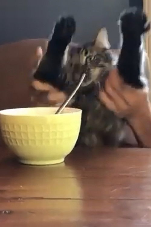 what does it bean (2021) poster