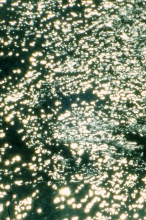 Nottingham, New Forest, Mersea, Peckham (2019) poster