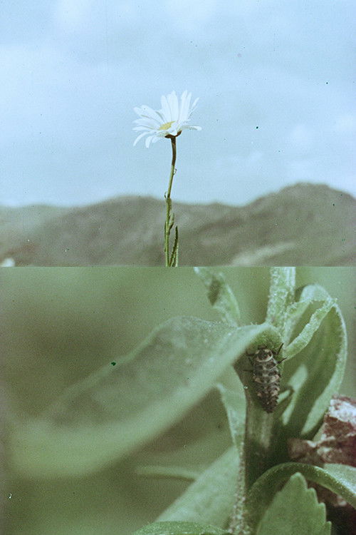 Florinda y el viento (1965) poster