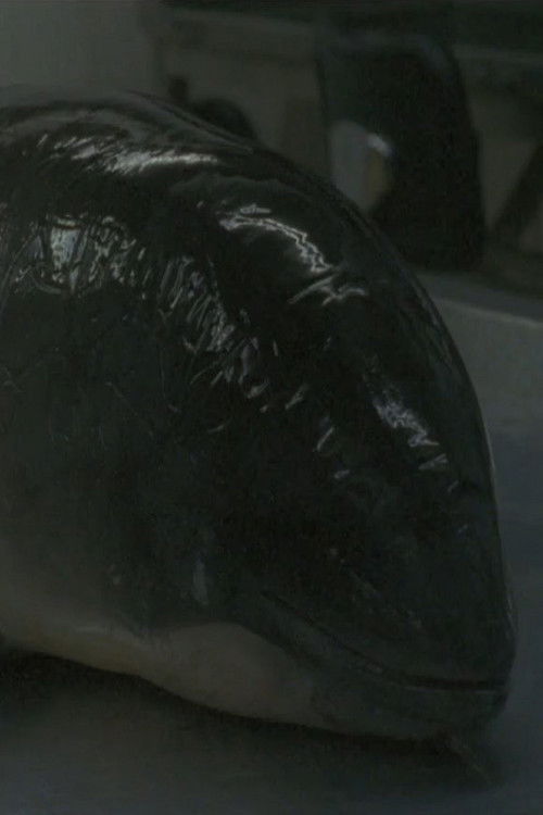 Necropsy of a Harbour Porpoise (Seeing From our Eyes into Theirs) (2015) poster