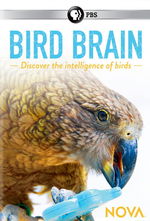 NOVA: Bird Brain (2017) poster