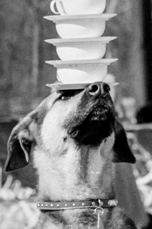 Doggie Chronicle (1959) poster