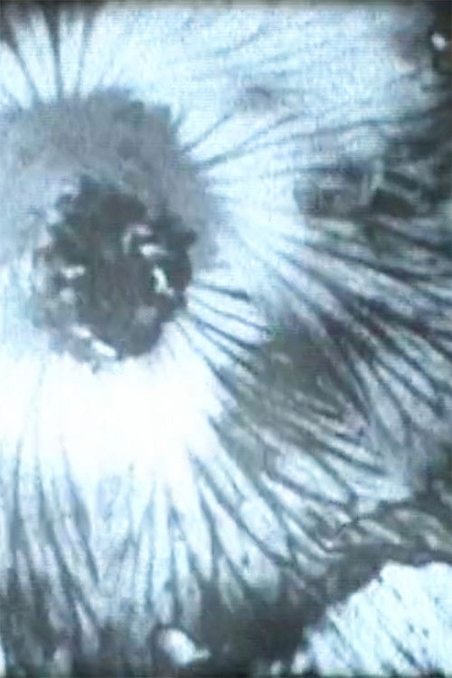 Solarization (2013) poster