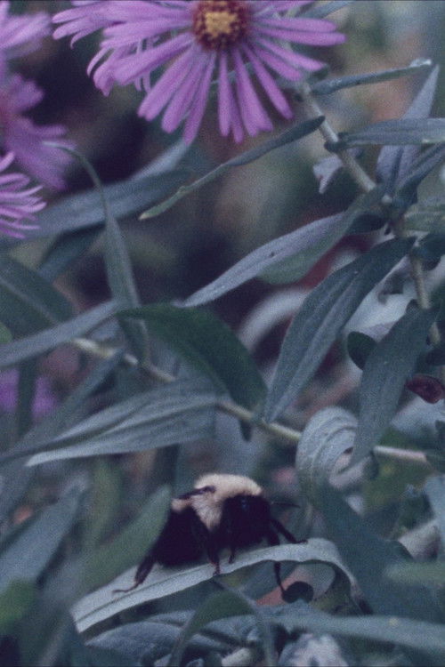 Pendulum (2024) poster