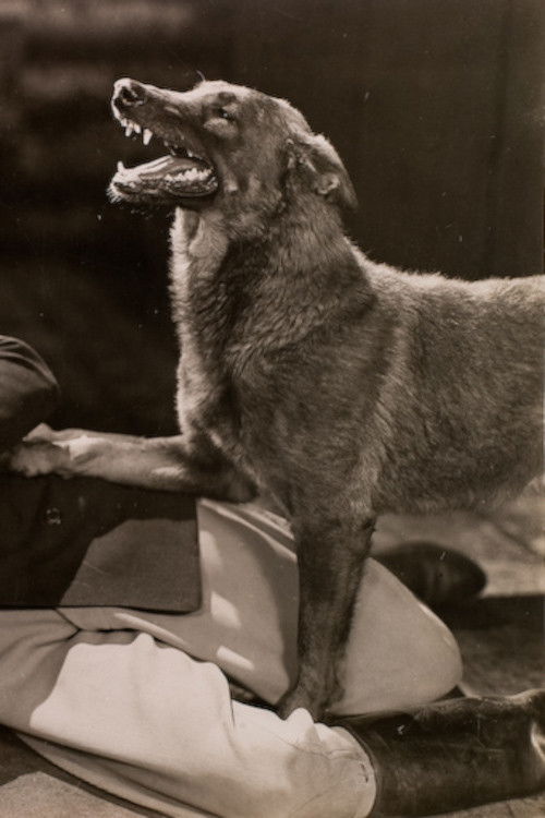 The Hound of Silver Creek (1928) poster