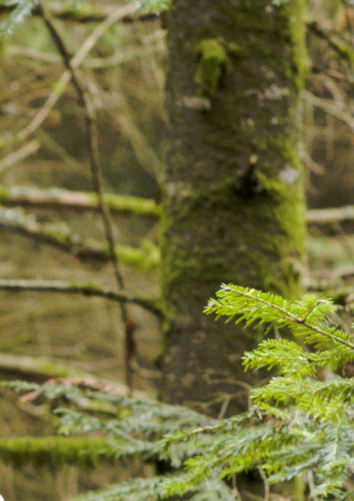 Coeur Glacé Battant (2025) poster