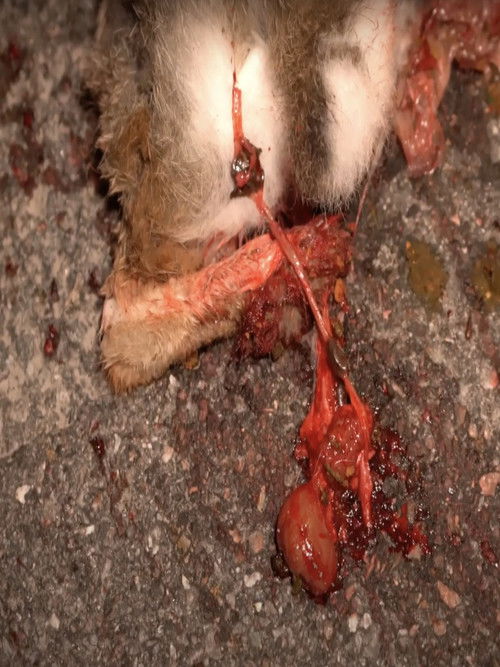 Mange-moi (2022) poster