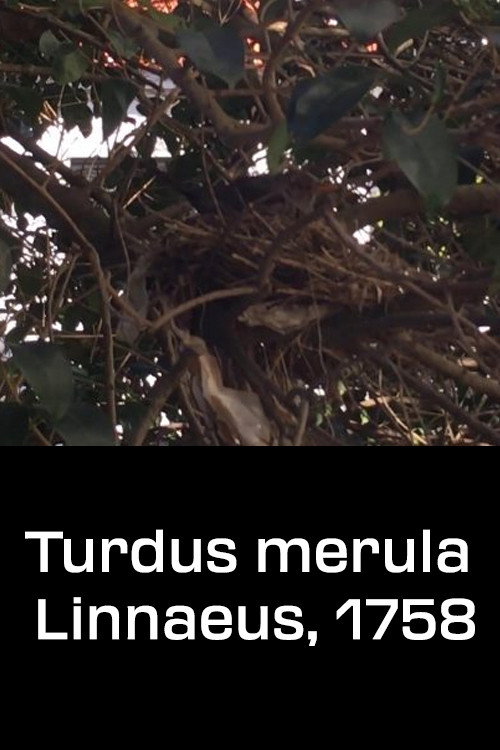 Turdus merula Linnaeus, 1758 (2020) poster