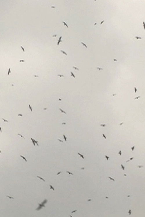 Mumurations (2017) poster