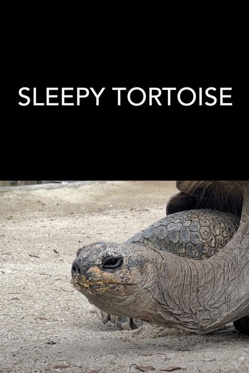 Sleepy Tortoise (2023) poster