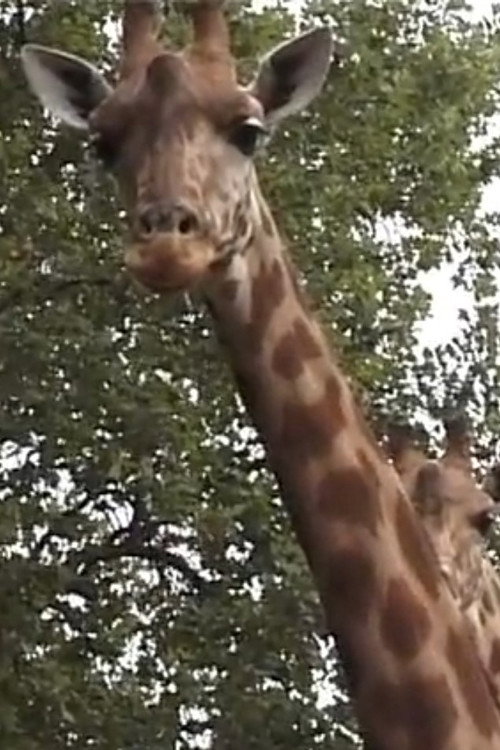 Girafe (1999) poster