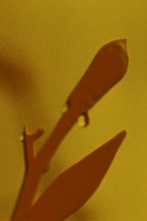 Adams Film (1963) poster