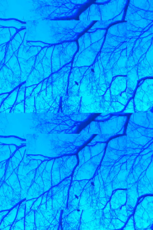 Crows and Branches poster