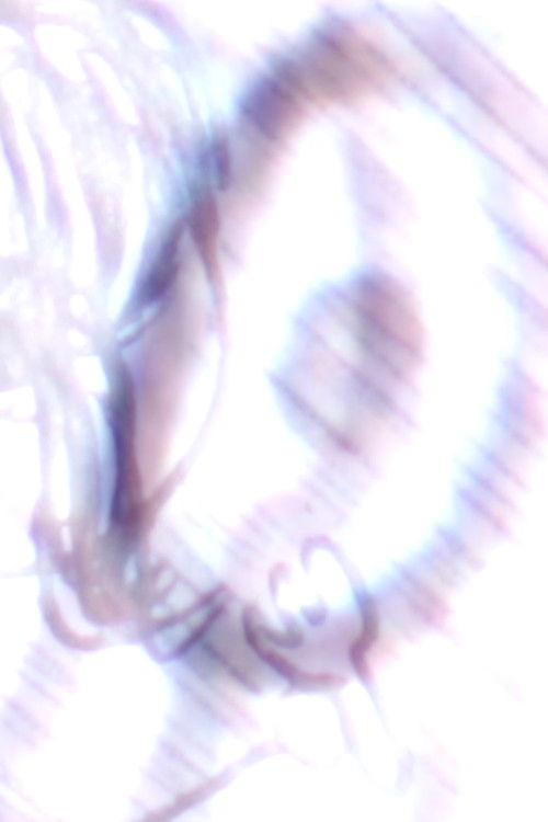 The Tale of The Ugly Frenchman (2018) poster