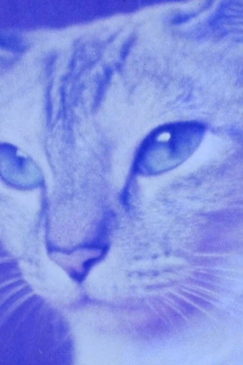 Disney attraction highlights nº 1 (2009) poster