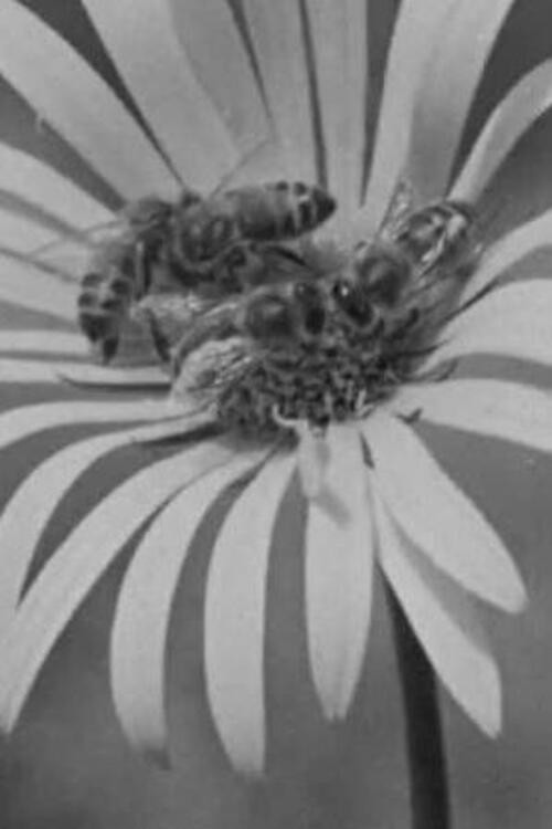 Honey Country (1950) poster