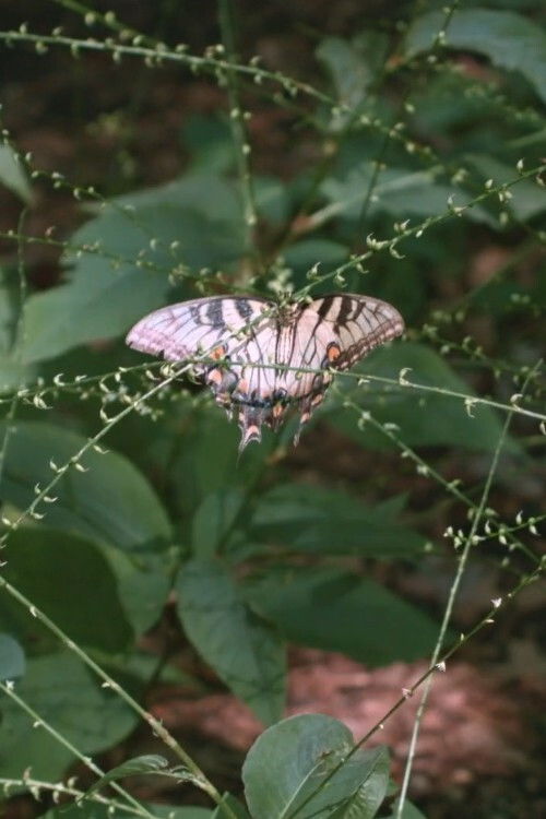 In Our Nature (2020) poster