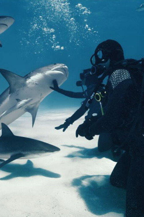 Wild Life - Sharks (2024) poster