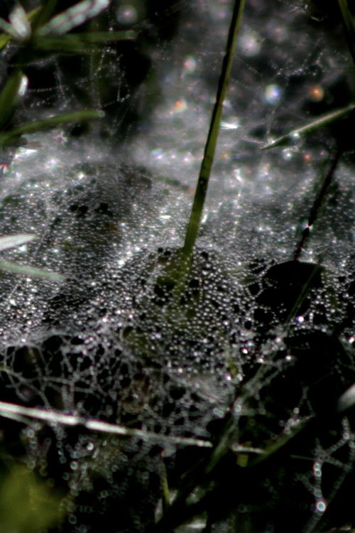 Refractions (2025) poster