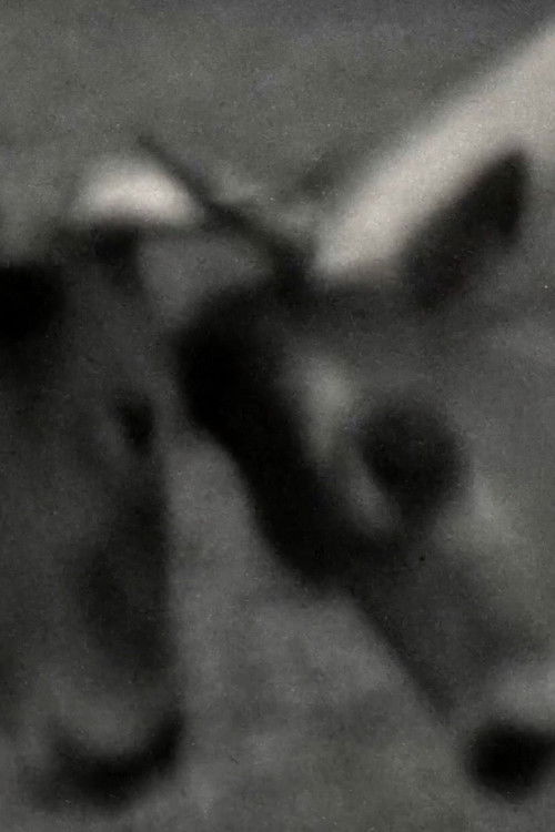 Videogramas #5 (2022) poster