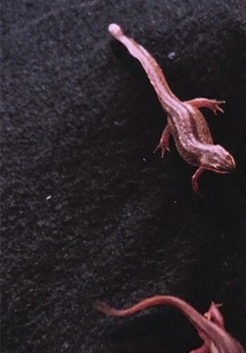 Newt Pauses (2016) poster