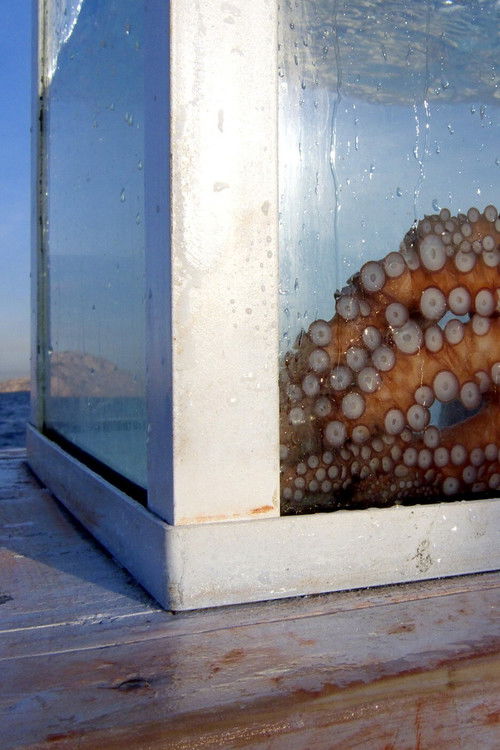 Outlandish: Strange Foreign Bodies (2009) poster