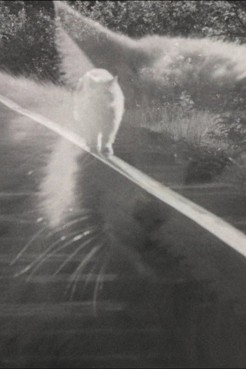 Catwalk (1972) poster